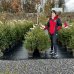 Smrek obyčajný (Picea abies) - výška 80-120 cm, kont. C20L